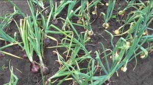 Выращивание лука-репки в Сибири, практический опыт огородников.