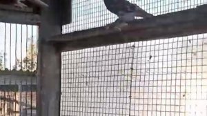 9 09 2021г в гостях у Николая Ивановича посёлок Передовой