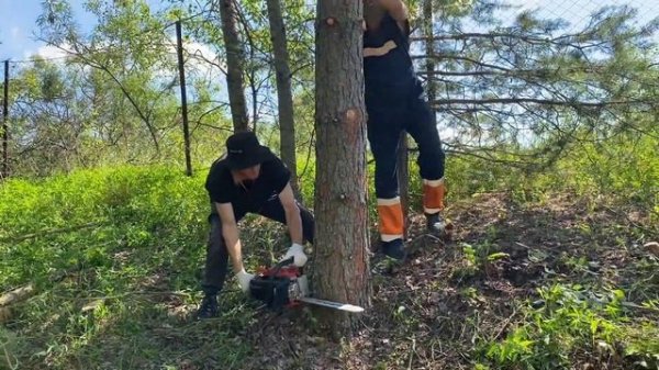 Всё невозможное возможно Бензопила GEOS CSP 356