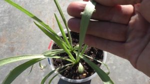 Выращивание катананхе из семян, практический опыт.