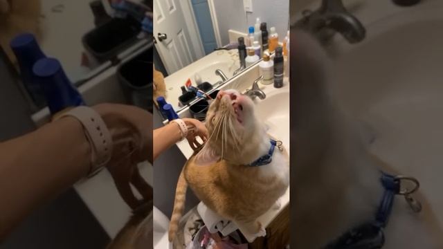 Cute cats 😻 смотреть онлайн