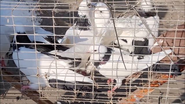 Сельские голуби. 28 08 2022 г, часть 2 г Кропоткин ярмарка голубей декоративных птиц. смотреть онлайн