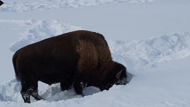 Yellowstone Bison in Winter смотреть онлайн