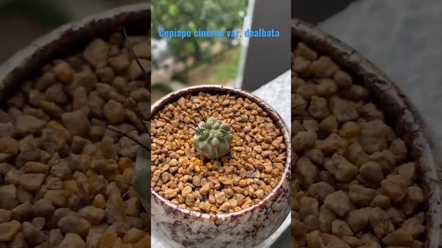 Copiapo cinerea var. dealbata - 黑士冠 смотреть онлайн