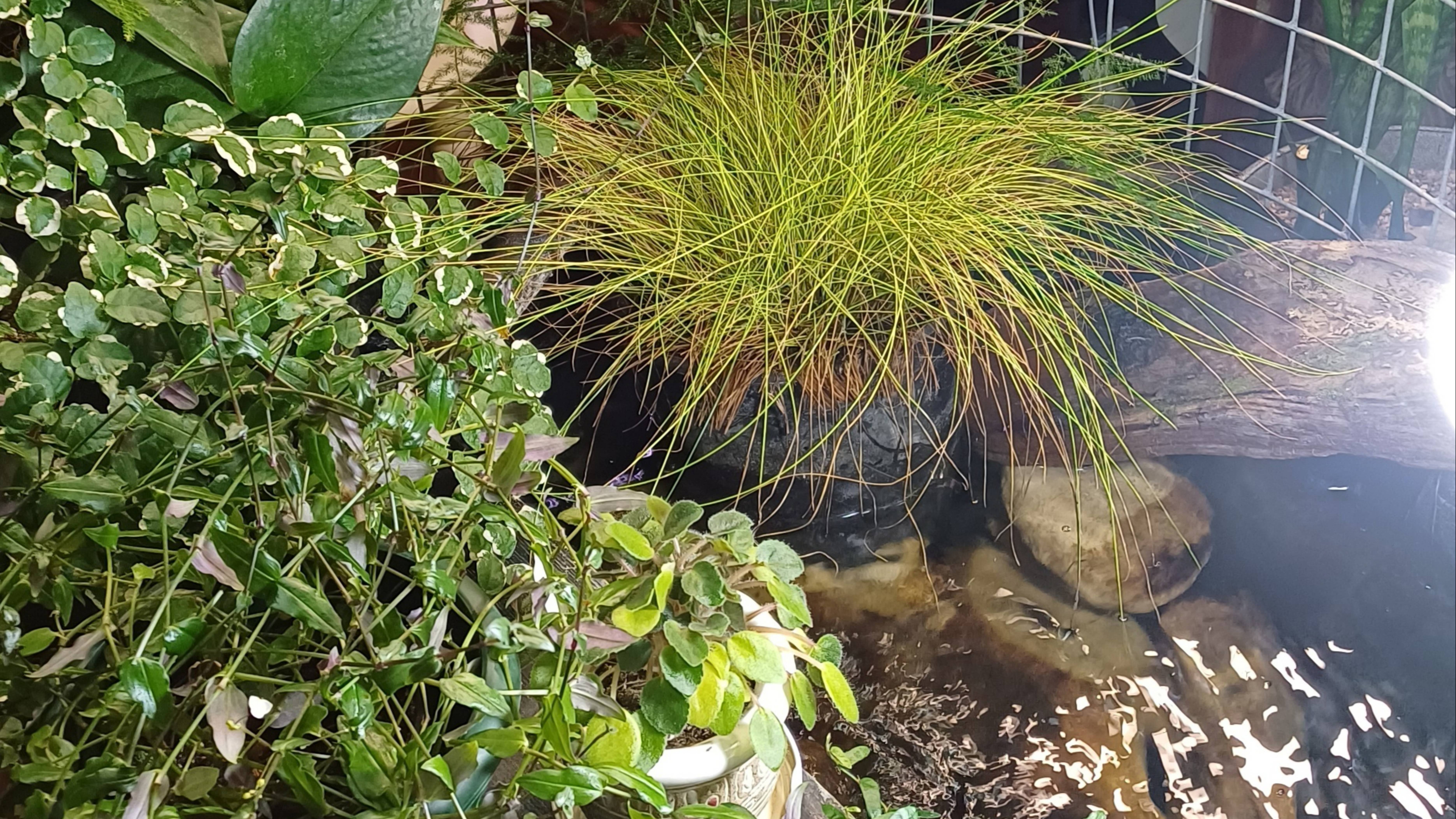 Растения. Обзор. Первый этаж, часть 1. Пруд в комнате. смотреть онлайн