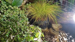 Растения. Обзор. Первый этаж, часть 1. Пруд в комнате.