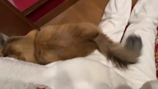 18 ธันวาคม 2024 Woo (Lv346560344) อาจัง смотреть онлайн