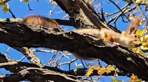 Белка 🐿️ Животные / Бодро / Классическая музыка/ Для семейного просмотра