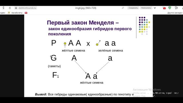 Биология с нуля. Как понять генетику? 1 и 2 Законы Менделя. смотреть онлайн