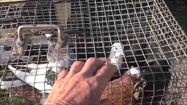 Сельские голуби. 28 08 2022 г, часть 1. г Кропоткин ярмарка голубей декоративных птиц. смотреть онлайн