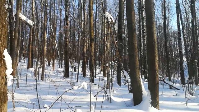 Семейные прогулки по лесу/ Мордовия смотреть онлайн