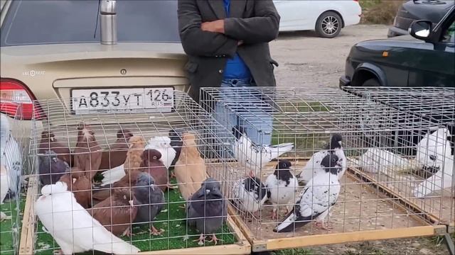 Сельские голуби. Ярмарка 9 10 2022 года, горд Светлоград. смотреть онлайн
