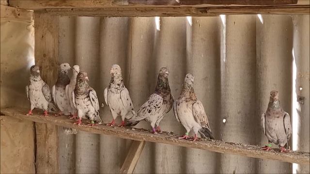 7. 04. 2023 года. Голуби Анатолия Арзгир. смотреть онлайн