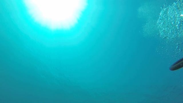 büyük deniz kestanesi смотреть онлайн