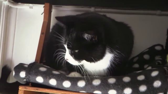 Katt hjälper katt, del 3 - Maltes compact living! смотреть онлайн