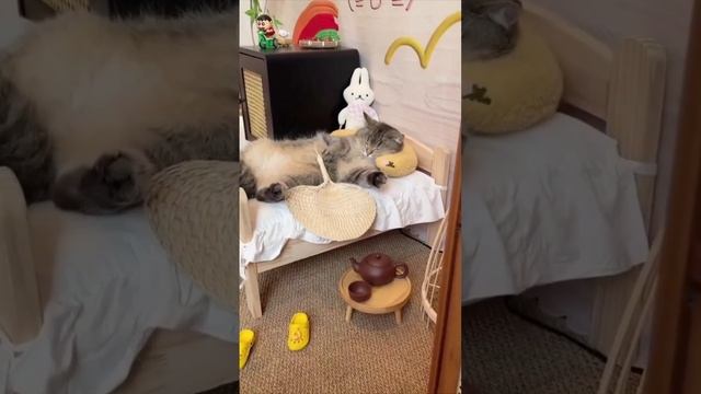 Cute cats 😻 смотреть онлайн