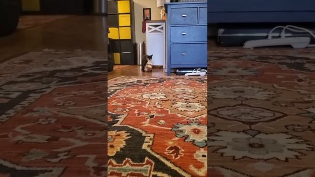 Cute cats 😻 смотреть онлайн