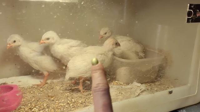 Термос с пустельгами