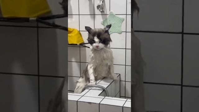 Cute cats 😻 смотреть онлайн