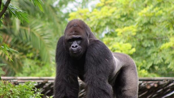 Африканские Животные Названия и Голоса | Learn African Animals