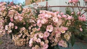 Мускусные розы. Alden Biesen (Алден Бисен)