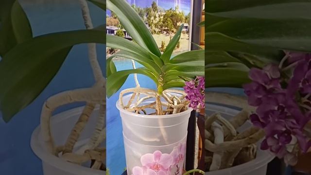 Rhynchostylis Gigantea /Ринхостилис Гигантея/ #plants #orchids #растения #орхидеи смотреть онлайн