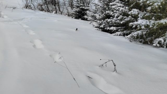 VID_20241215_112506 смотреть онлайн