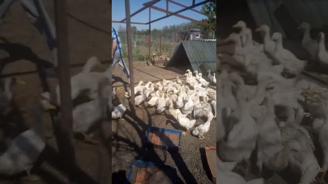 Кормление белой утки. смотреть онлайн