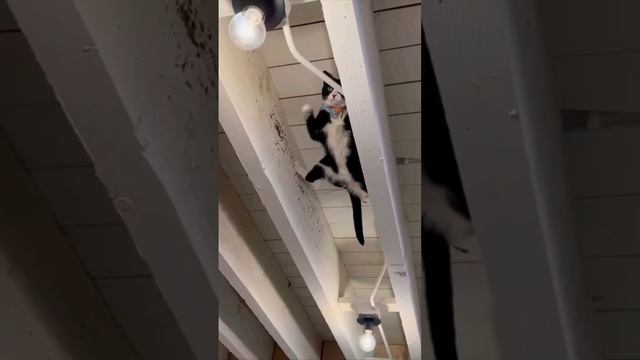 Cute cats 😻 смотреть онлайн
