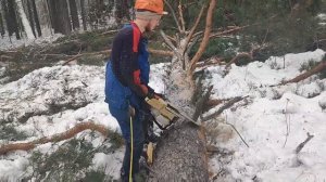 Зимняя валка леса с возвращением Stihl MS 361