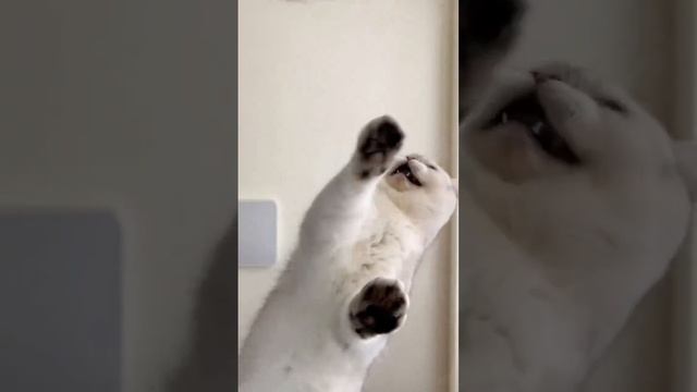 Cute cats 😻 смотреть онлайн