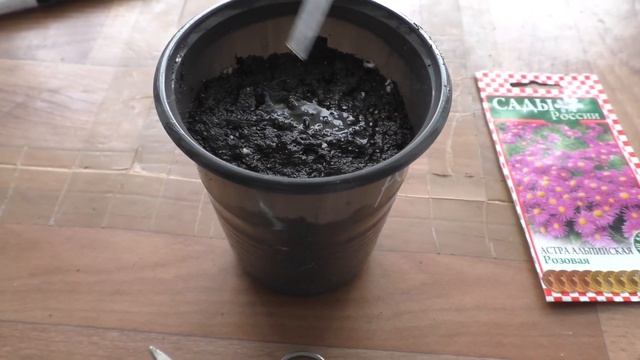 Посев астры альпийской на рассаду, первые всходы. смотреть онлайн