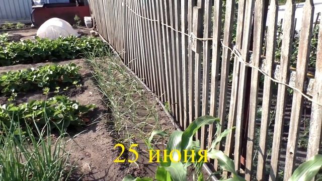 Вкусный Огород