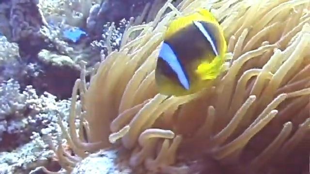Amphiprion 1 смотреть онлайн