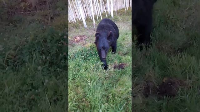 У медведицы плохое настроение. смотреть онлайн