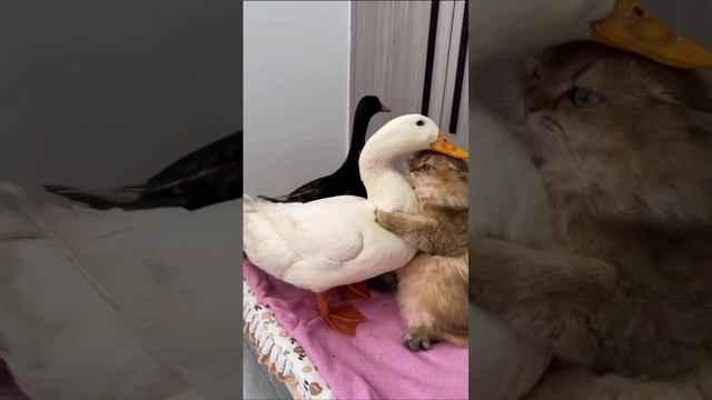Cute cats 😻 смотреть онлайн