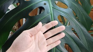 Растения. Обзор. Первый этаж, часть 2. Красавица Монстера.