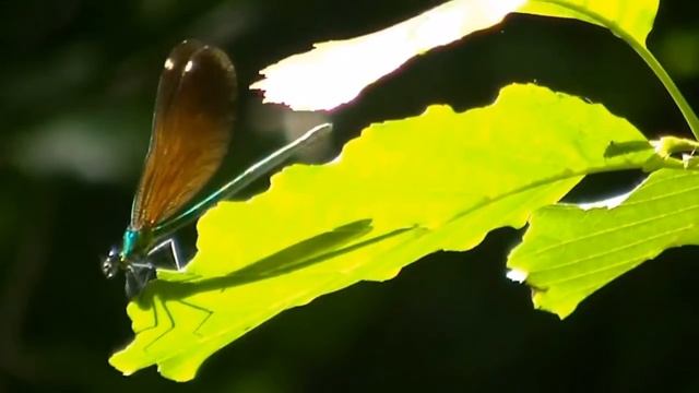 Lucille et Les Libellules - Yves Duteil смотреть онлайн