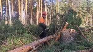 Валка леса /// Новая Делянка на 450 куб