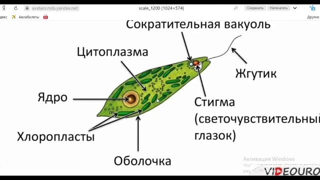 Биология с нуля. Простейшие смотреть онлайн