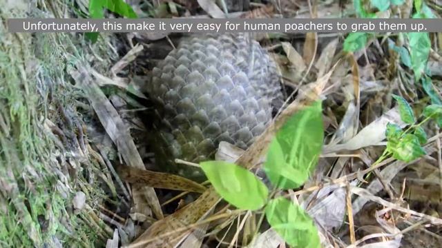 BABY PANGOLIN BALIN - The Secret Gardener- ABOUT HIS KIND #pangolin смотреть онлайн