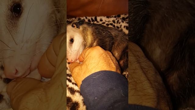 Sid has a Halloween hangover. смотреть онлайн