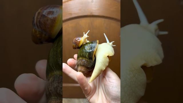 САМЫЕ КРАСИВЫЕ УЛИТКИ смотреть онлайн