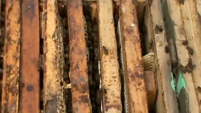 ловушки для пчел видео смотреть онлайн