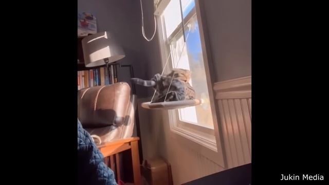 Best Cat Videos of the Decade смотреть онлайн