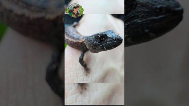 Что будет, если сцинка уменьшить в два раза?!😯⁉️ смотреть онлайн