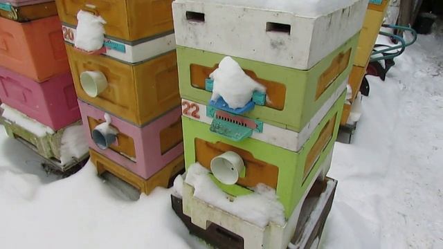 пчелиная ячейка 4,9 мм, лечение без лекарств и клещ Варроа - теория и практика 19.12.2024 смотреть онлайн