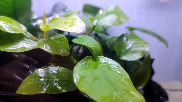 Planting Dragon Claw Hardscape: ANOTHER ANUBIAS TANK! смотреть онлайн