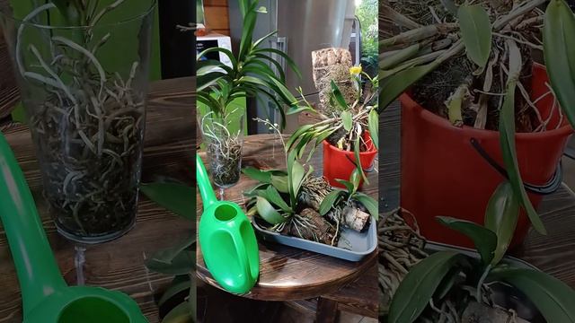 Полив орхидей. Уход за вандами, каттлеями, фаленопсисами. Обзор способов посадки орхидей. смотреть онлайн