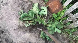 Убрал катран (хрен) сорта АККОРД, 13 сентября.